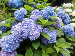 IMG_3681