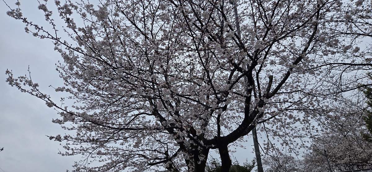 20250401_122223 (002)