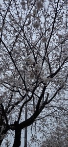20250401_122232 (002)