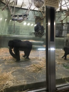 動物園5