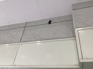 IMG_0651