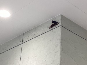 IMG_0668