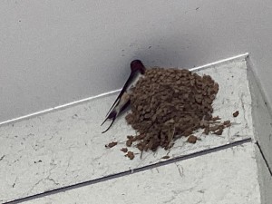 IMG_0728