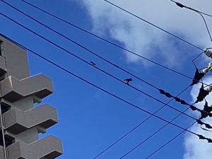 IMG_0793