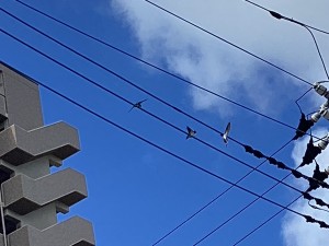 IMG_0794