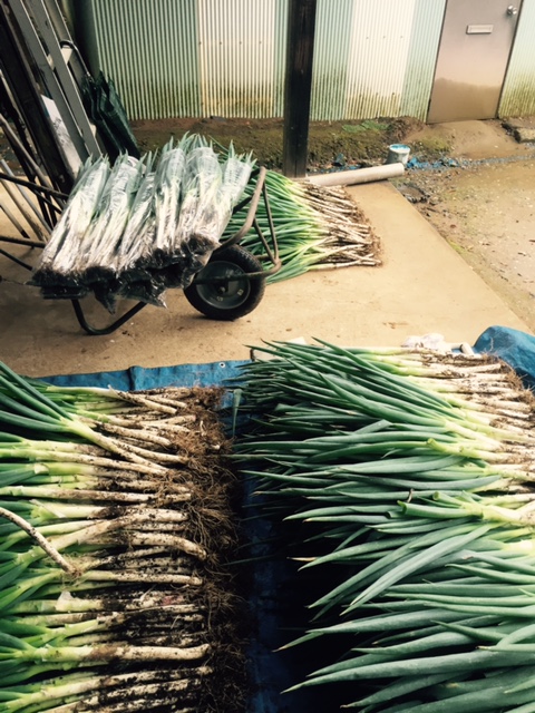 スタッフブログ ホンダカーズ 柏 柏の葉店