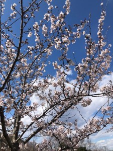 桜